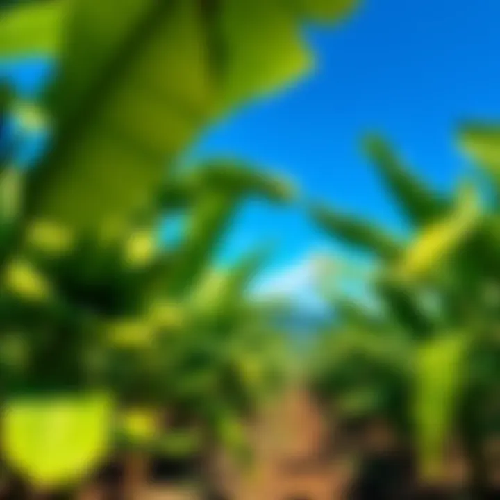 Banana Farm with Lush Growth A vibrant banana farm showcasing healthy, green banana plants under a clear blue sky, symbolizing growth and potential profits.