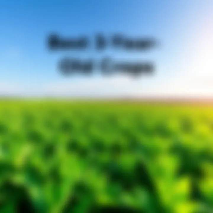 A vibrant field showcasing lush green crops, symbolizing the top 3-year-old crops of 2025 with a bright blue sky overhead.