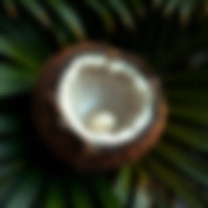 A cracked coconut revealing its inner flesh and water, surrounded by tropical leaves