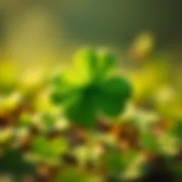 A four-leaf clover representing good luck and positive energy